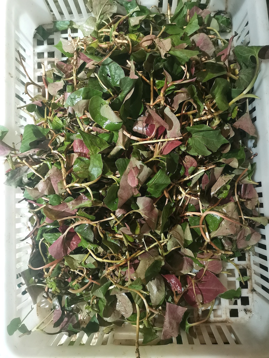 爱吃叶还是根,可以按自己的喜好选购