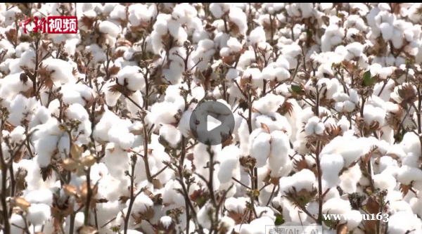 新疆棉花迎采收季 机械采摘“一条龙”完成