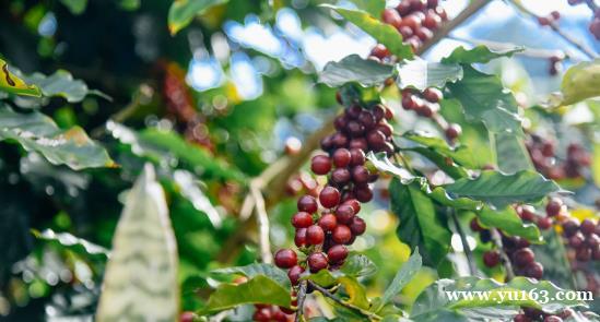  普洱不仅产茶还有咖啡，藏在山坳里的咖啡庄园，成为网红打卡地