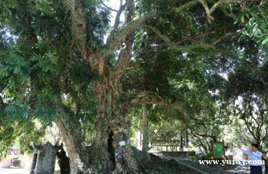 广州这棵古龙眼树有段动人的爱情传说   如今已成网红打卡点