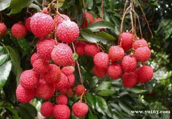 深圳特产的3种水果，南山荔枝、甜桃、龙华方柿，常吃美容养颜 