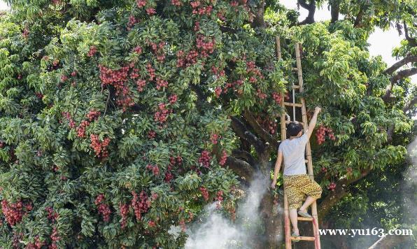 独一无二的挂绿荔枝母树  荣辱兴衰400多年   成就24.8亿品牌价值 
