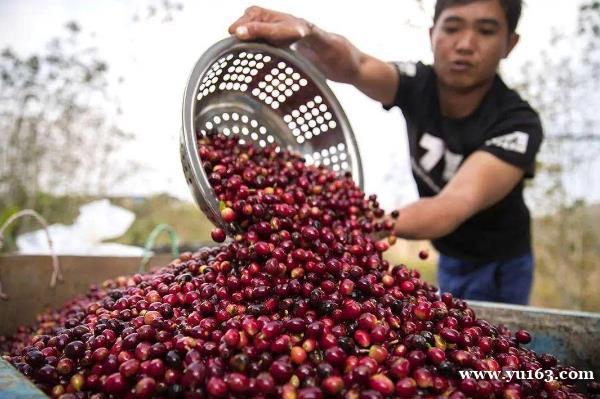  收获季降临！中国最好的咖啡豆在哪里？ 