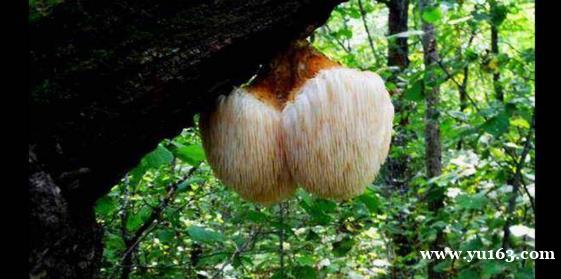 猴头菇是四大名菜之一，素有野生菌中的燕窝之称：你吃过吗？ 