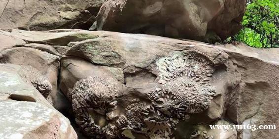 重庆深山发现石头开花，许多人前来参观，至今专家还无法解释 