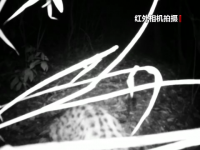 重庆大巴山国家级自然保护区发现国家二级重点保护野生动物豹猫踪迹