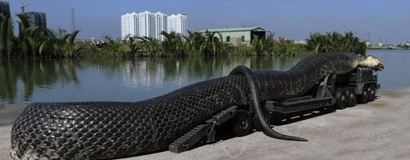 现存世界上最大的蛇图片